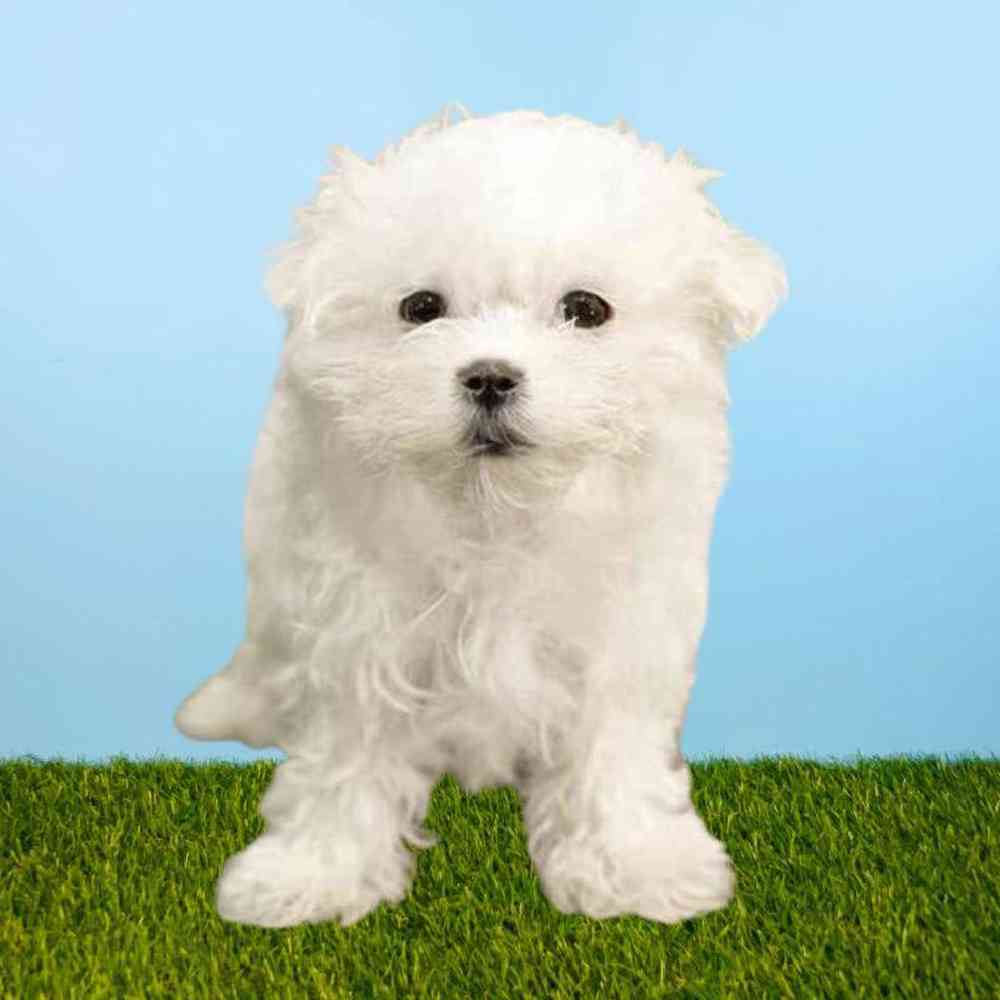 Female Maltese Puppy for Sale in Meridian, ID