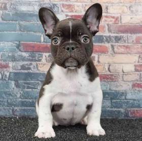French Bulldog