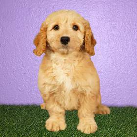 2nd Gen Mini Goldendoodle