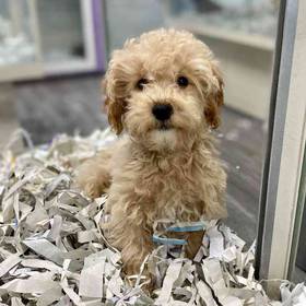 Shizapoo
