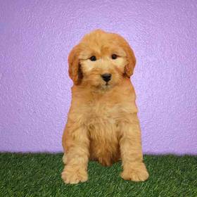Whoodle