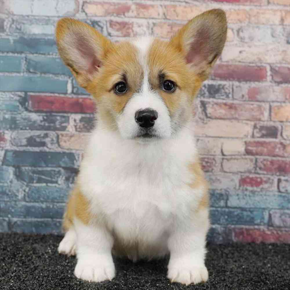 Image of a pet breed in the gallery