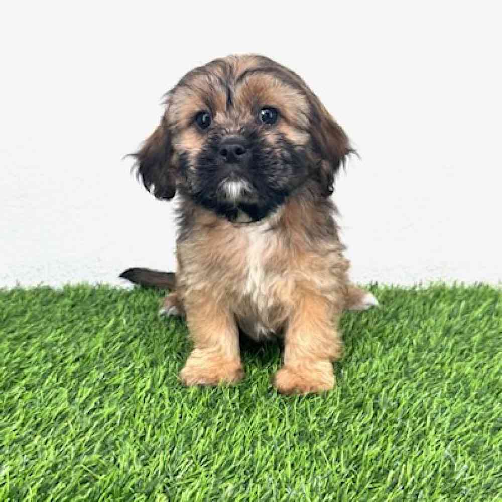 Image of a pet breed in the gallery