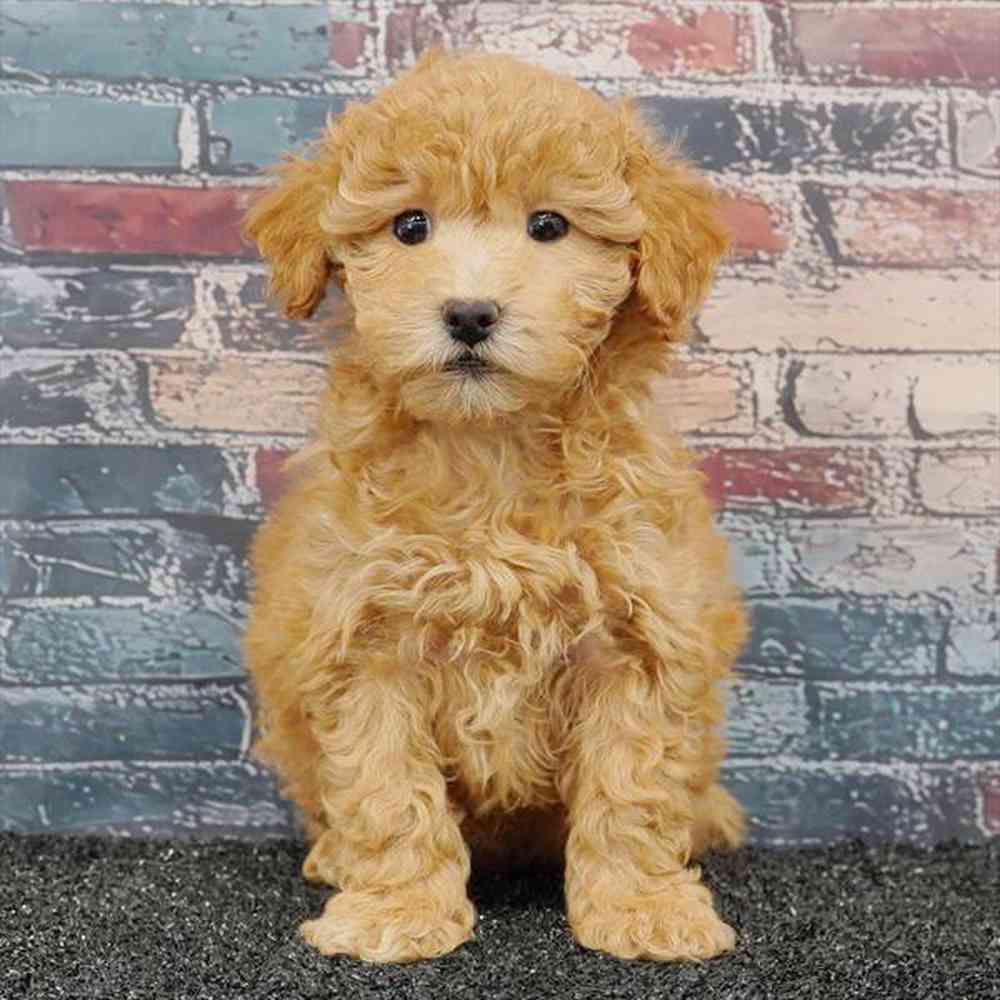 pet breed image