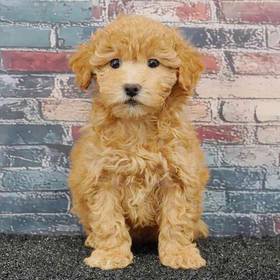 Bichapoo