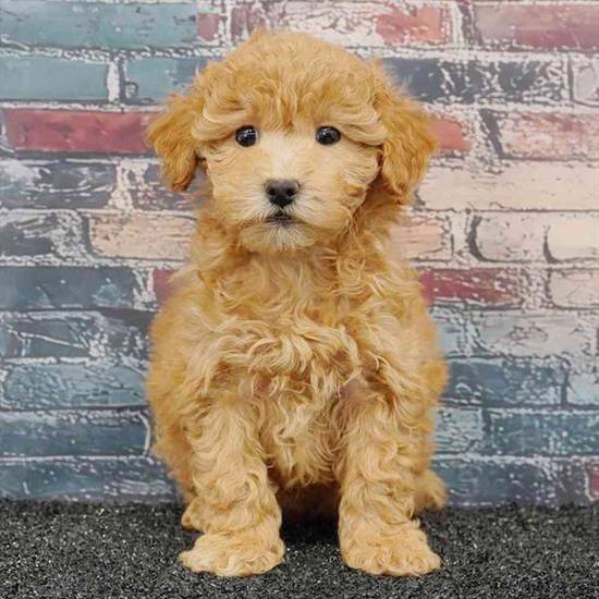 Bichapoo