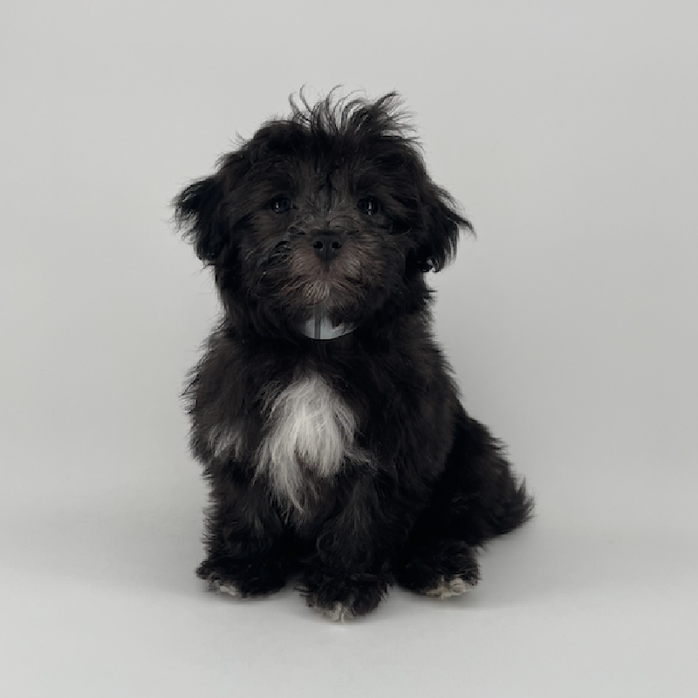 pet breed image