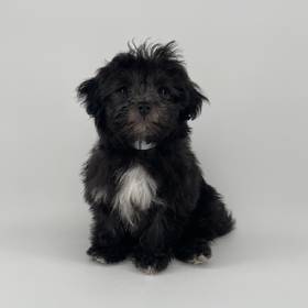Schnoodle