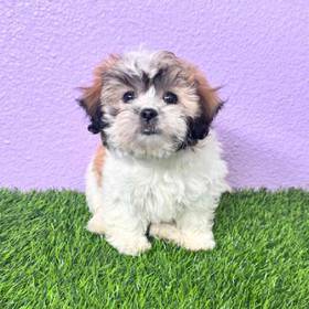 Shizapoo