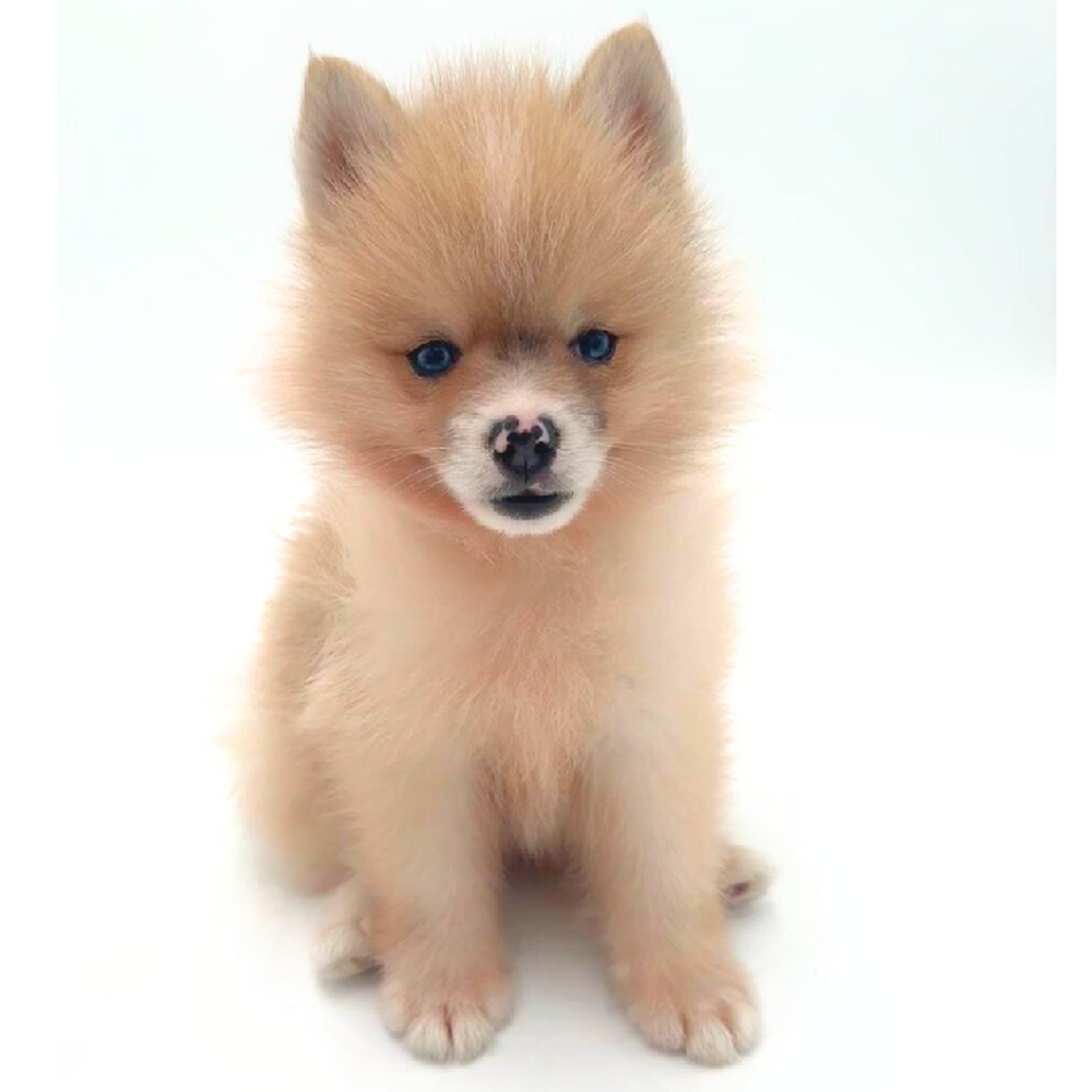 Image of a pet breed in the gallery