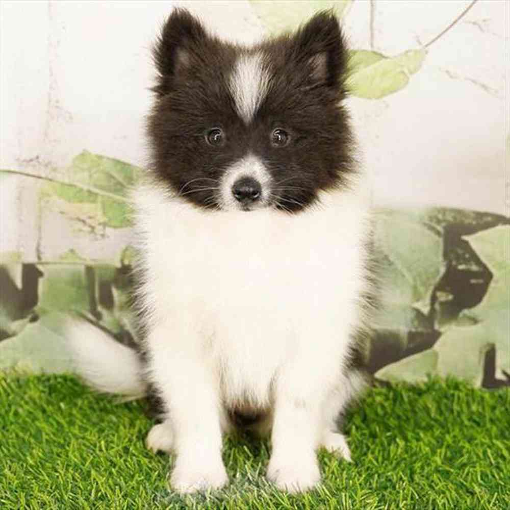 pet breed image