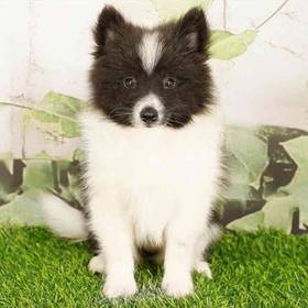 Pomeranian