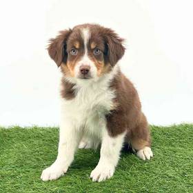 Mini Australian Shepherd