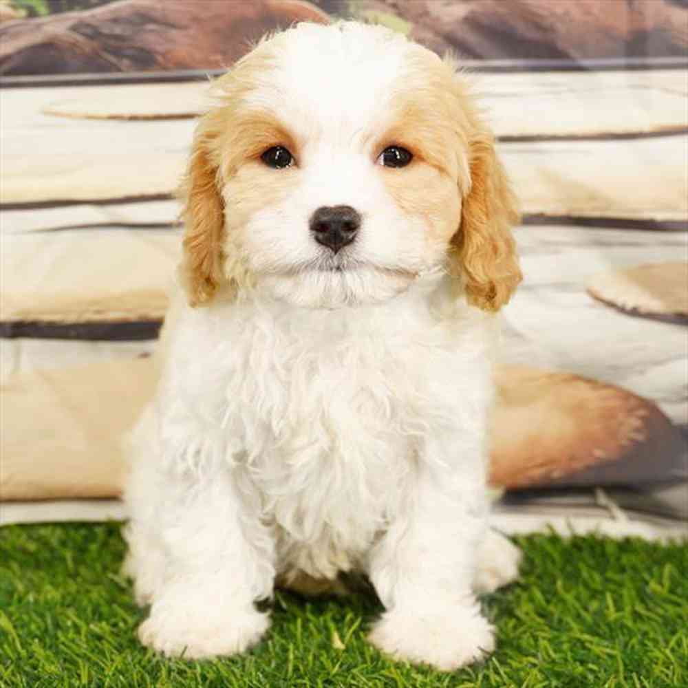 Image of a pet breed in the gallery