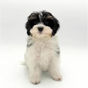 Havanese