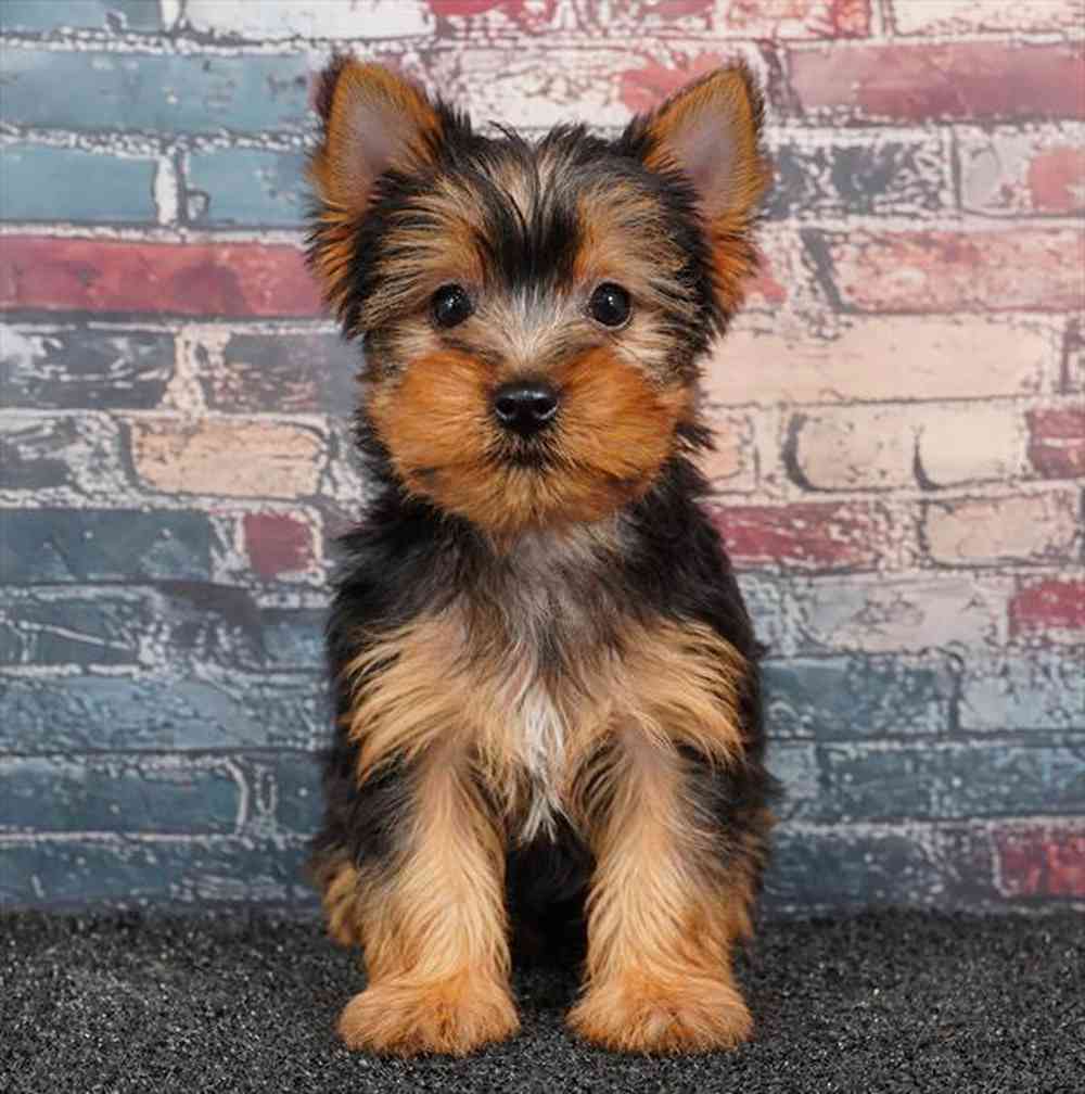 pet breed image