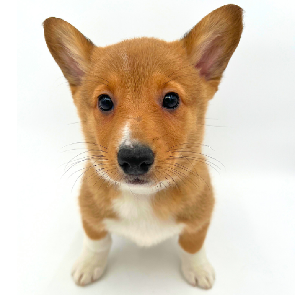 Female Pembroke Welsh Corgi Puppy for Sale in Marietta, GA