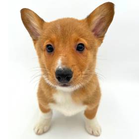 Pembroke Welsh Corgi