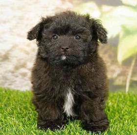 Pom-A-Poo