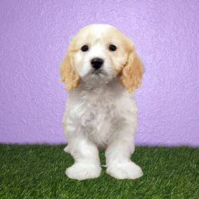 Cavachon