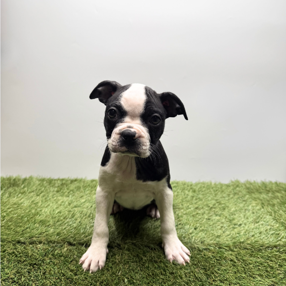 Image of a pet breed in the gallery