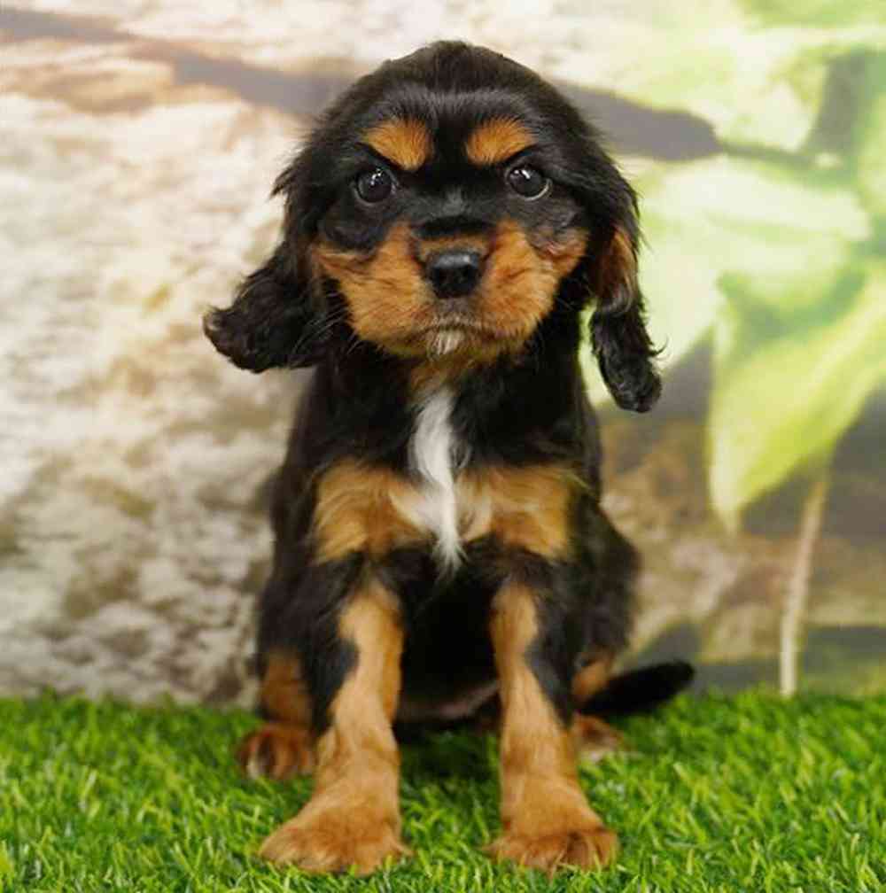 pet breed image