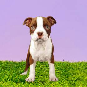 Boston Terrier