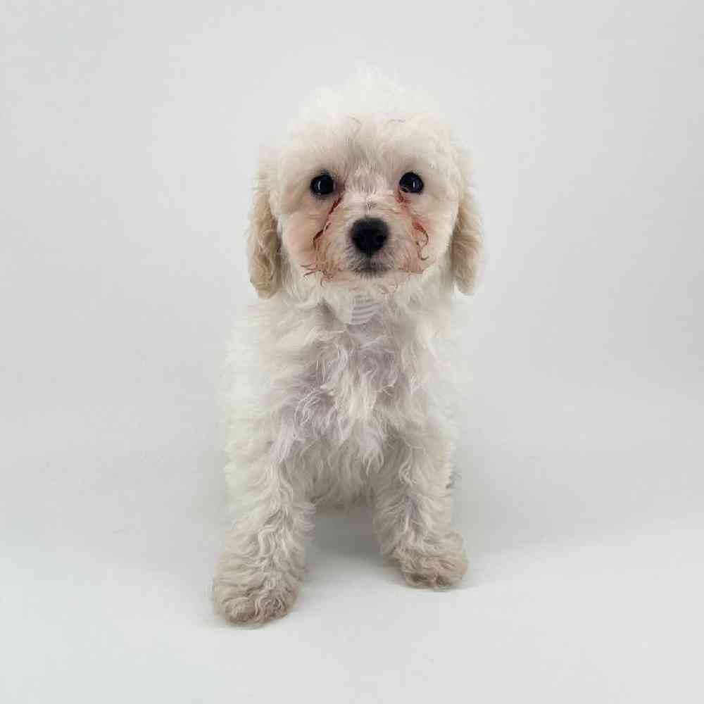 pet breed image