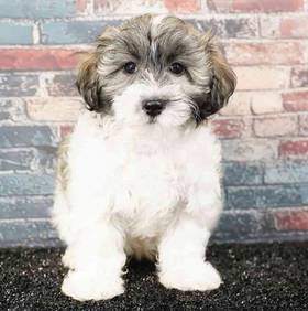Coton De Tulear