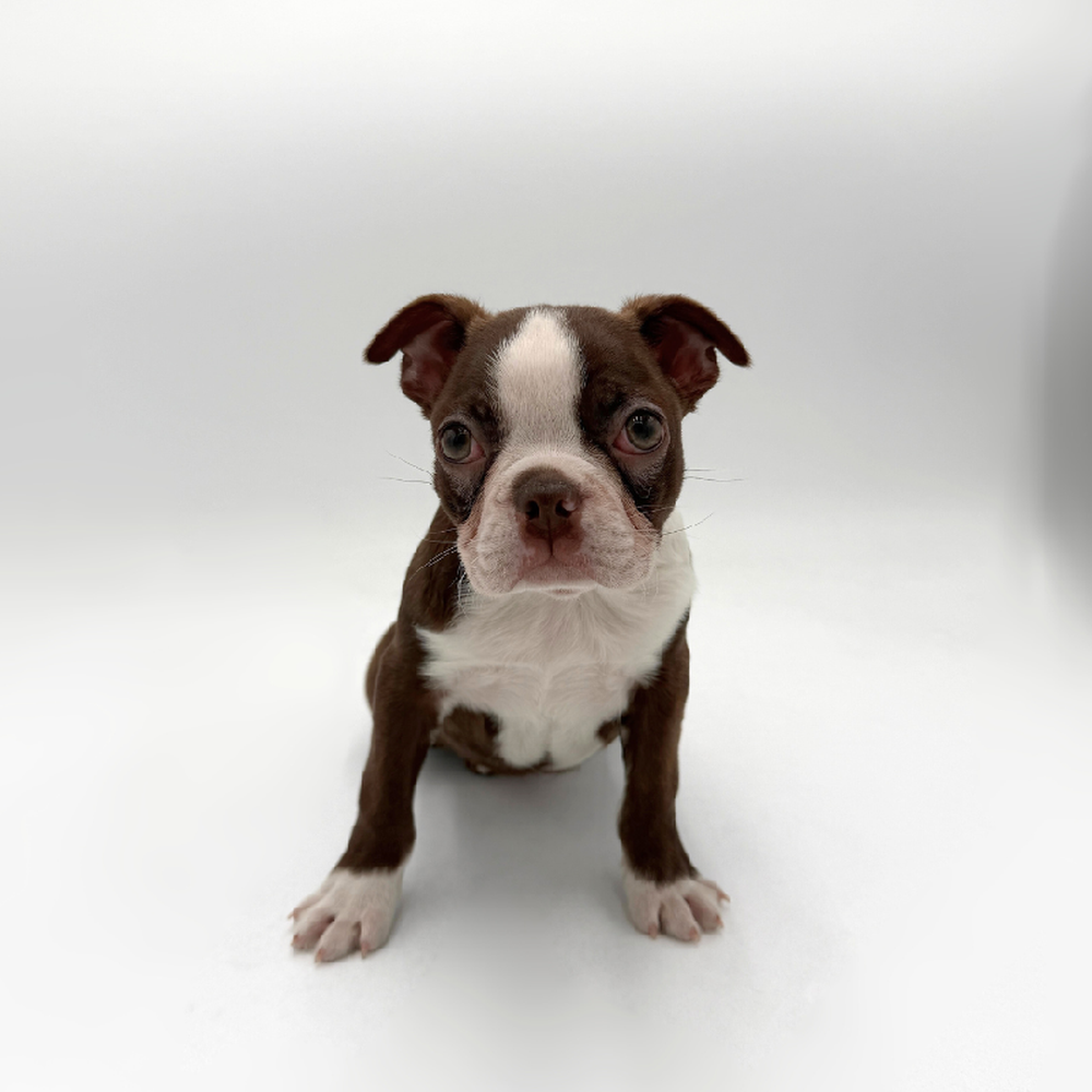 Image of a pet breed in the gallery