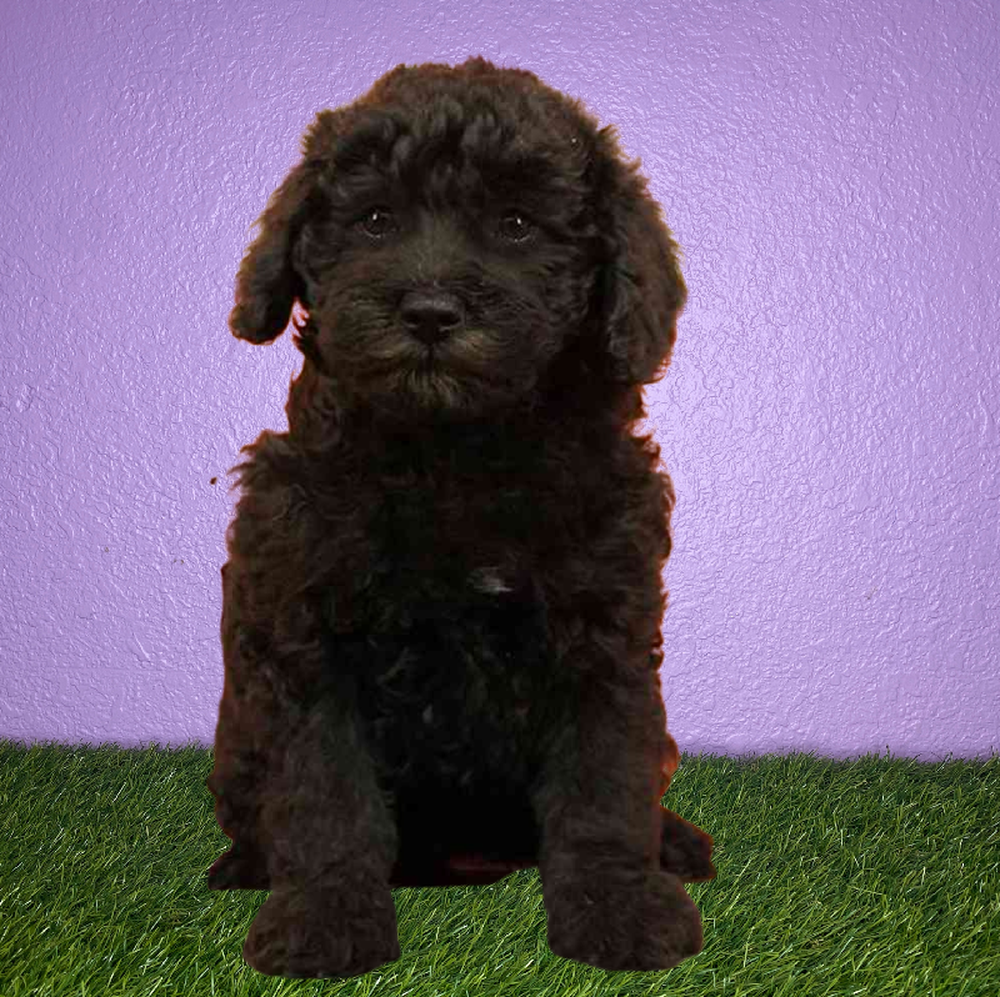 Female 2nd Gen Mini Goldendoodle Puppy for Sale in New Braunfels, TX