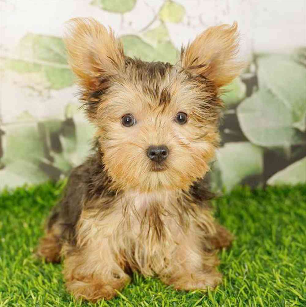 pet breed image