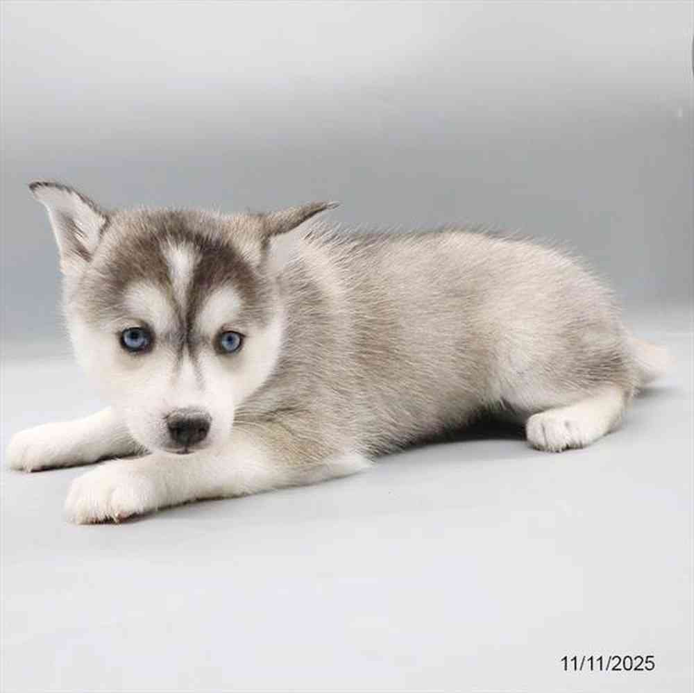 Image of a pet breed in the gallery