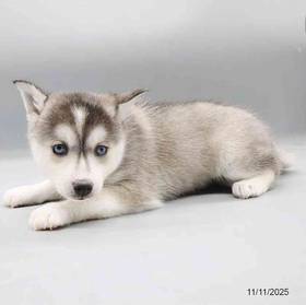 Alaskan Klee Kai