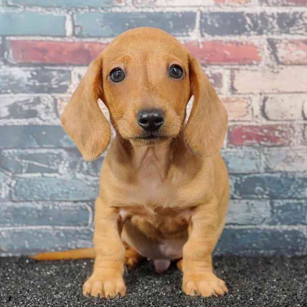 Image of a pet breed in the gallery