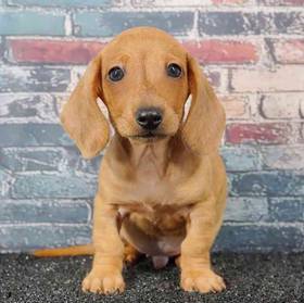 Dachshund