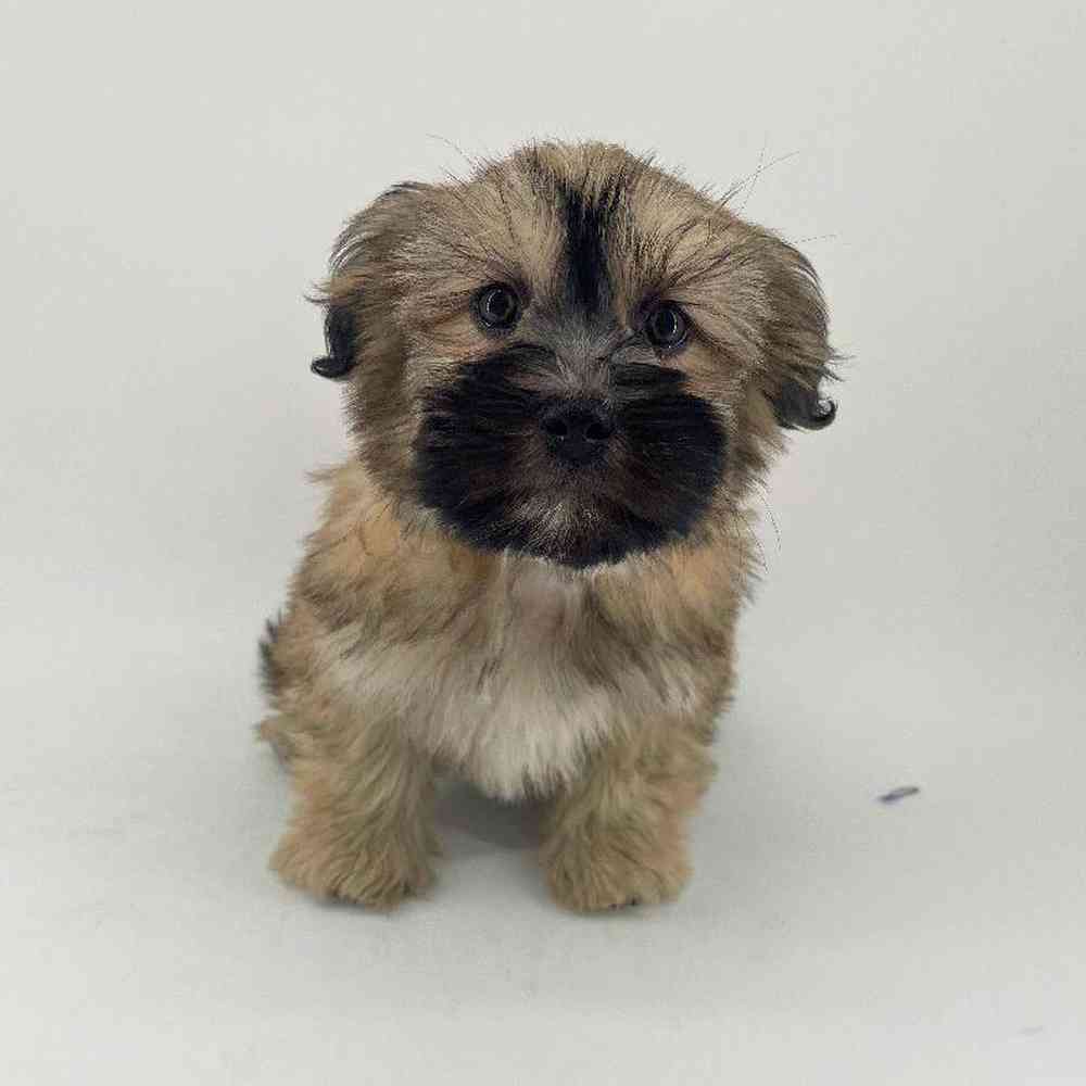 pet breed image