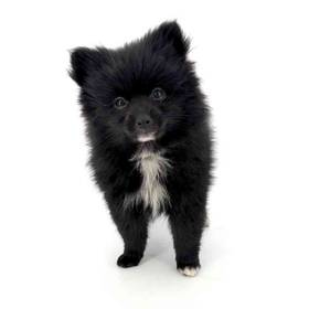 Pomeranian
