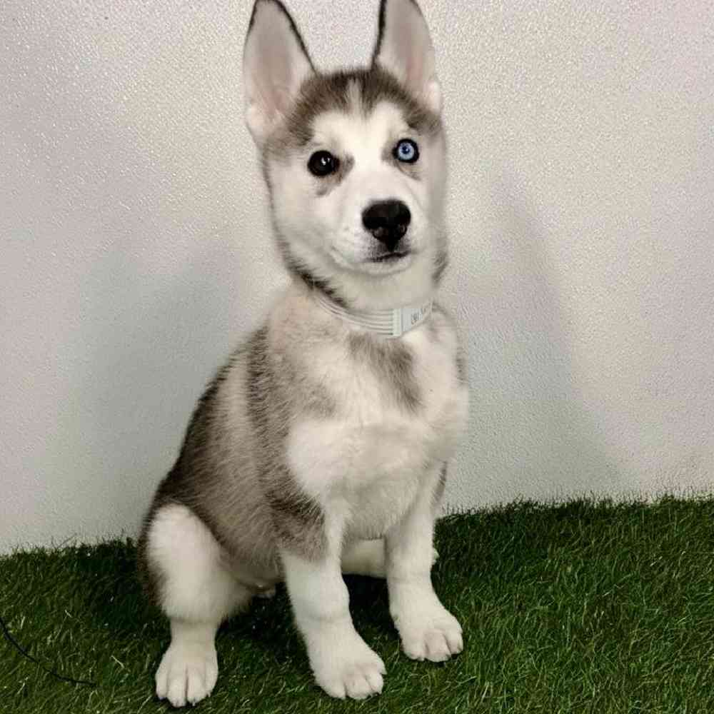 Image of a pet breed in the gallery