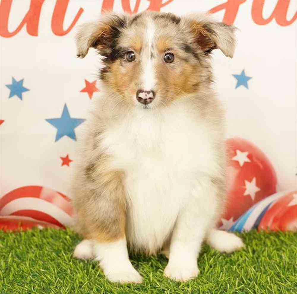 pet breed image