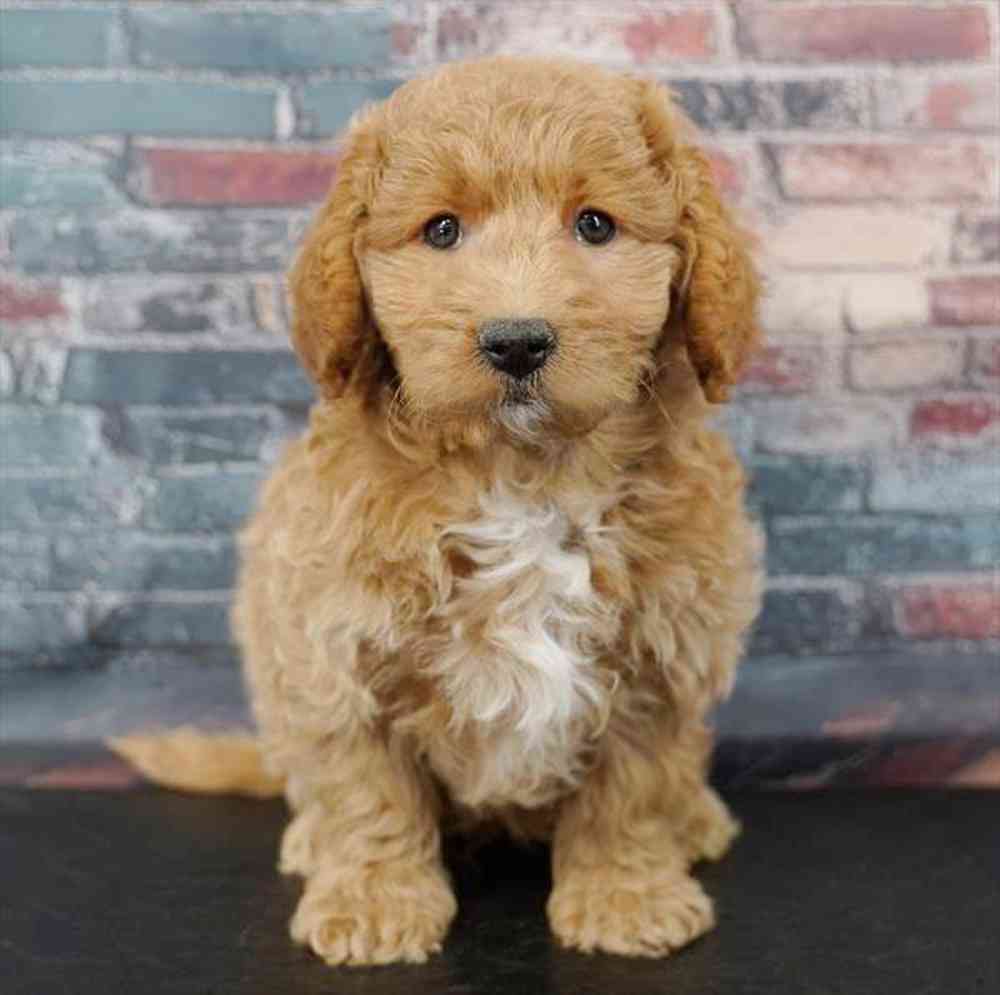 Image of a pet breed in the gallery