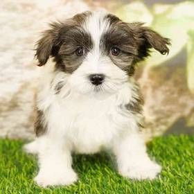 Havanese