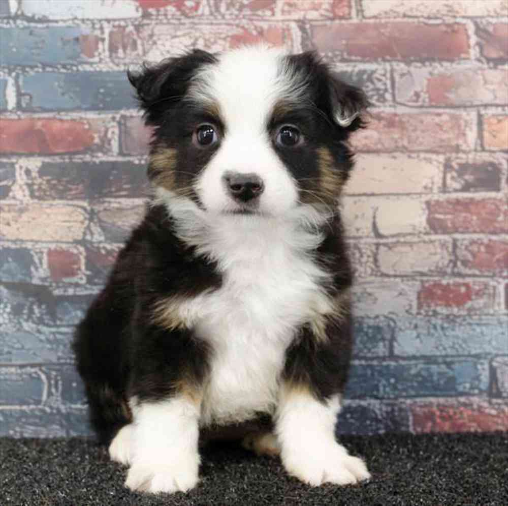 Image of a pet breed in the gallery