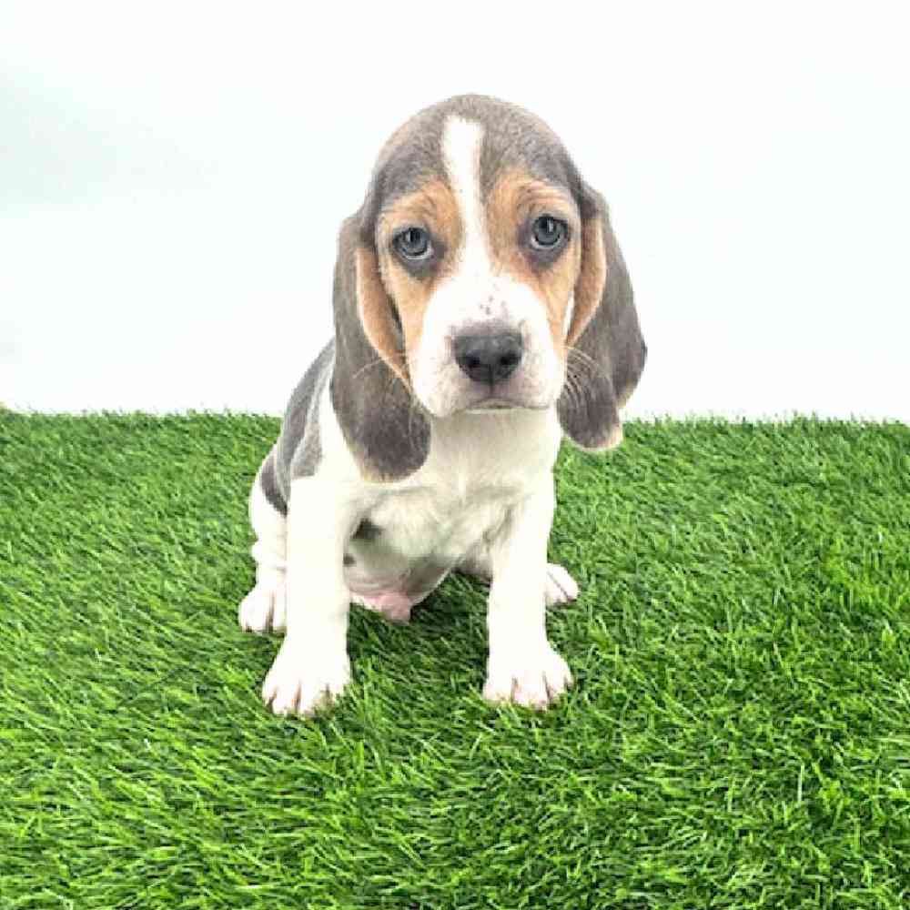 Image of a pet breed in the gallery