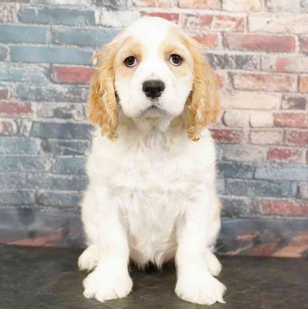 Image of a pet breed in the gallery