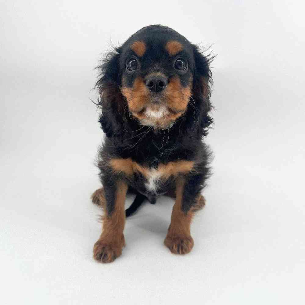 pet breed image