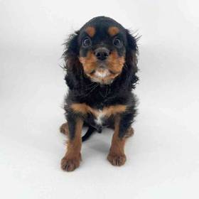 Cavalier King Charles Spaniel