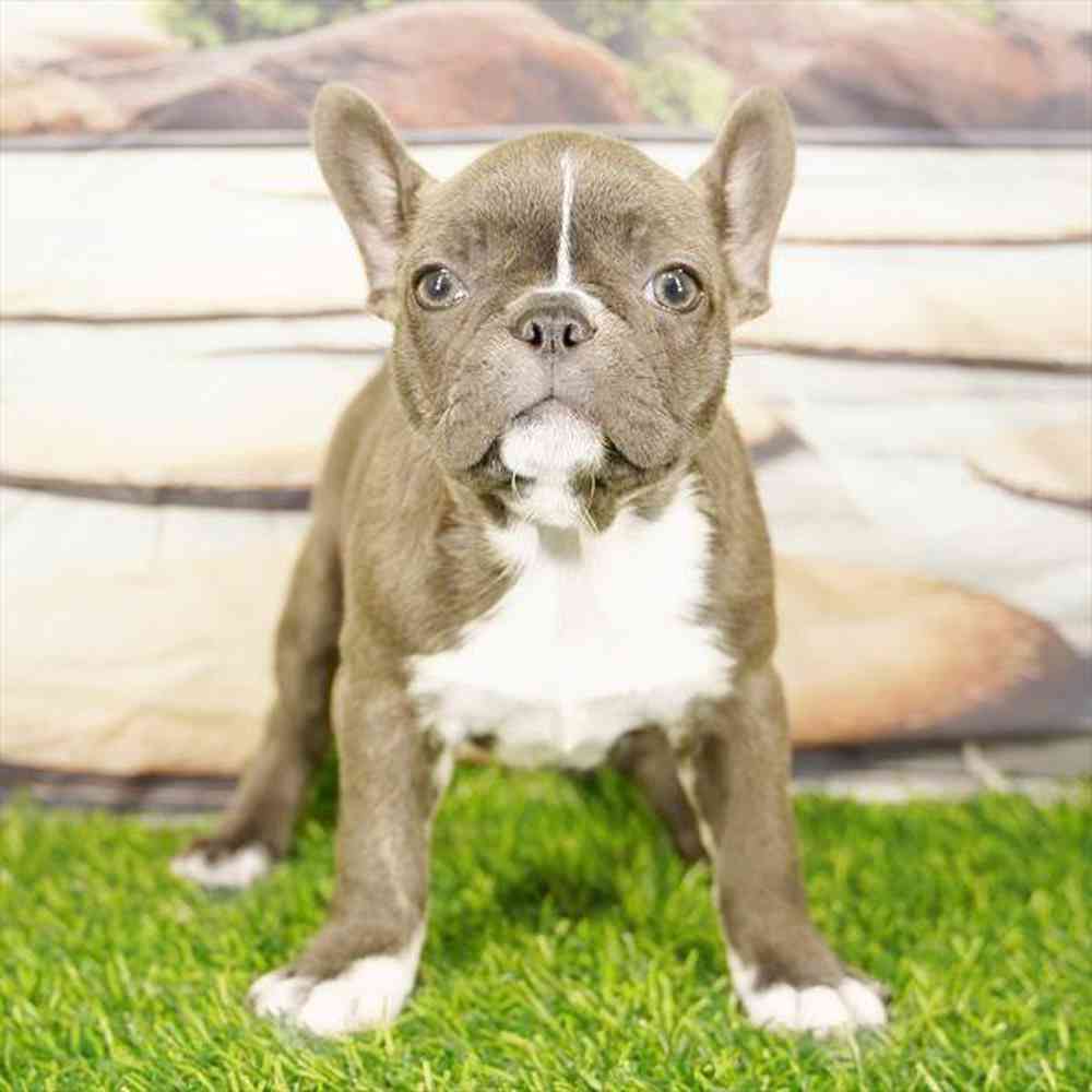 Image of a pet breed in the gallery