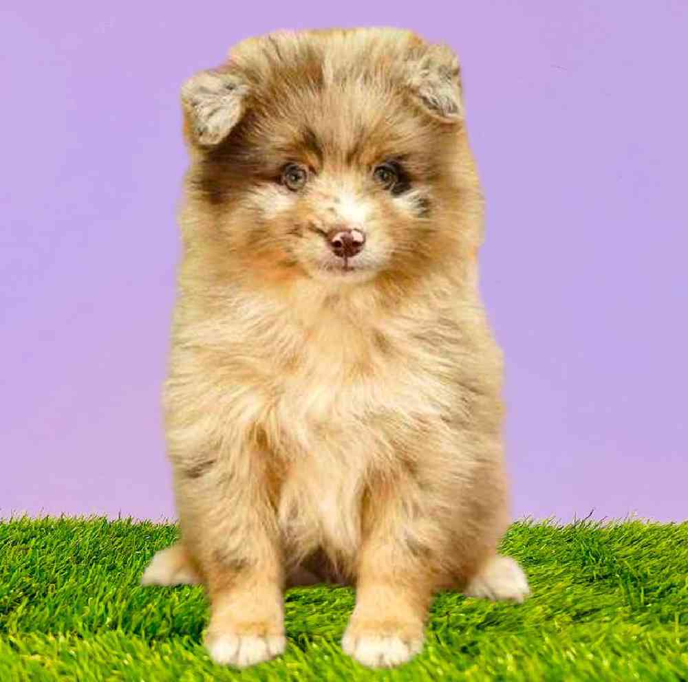 Male Pomsky Puppy for Sale in Puyallup, WA