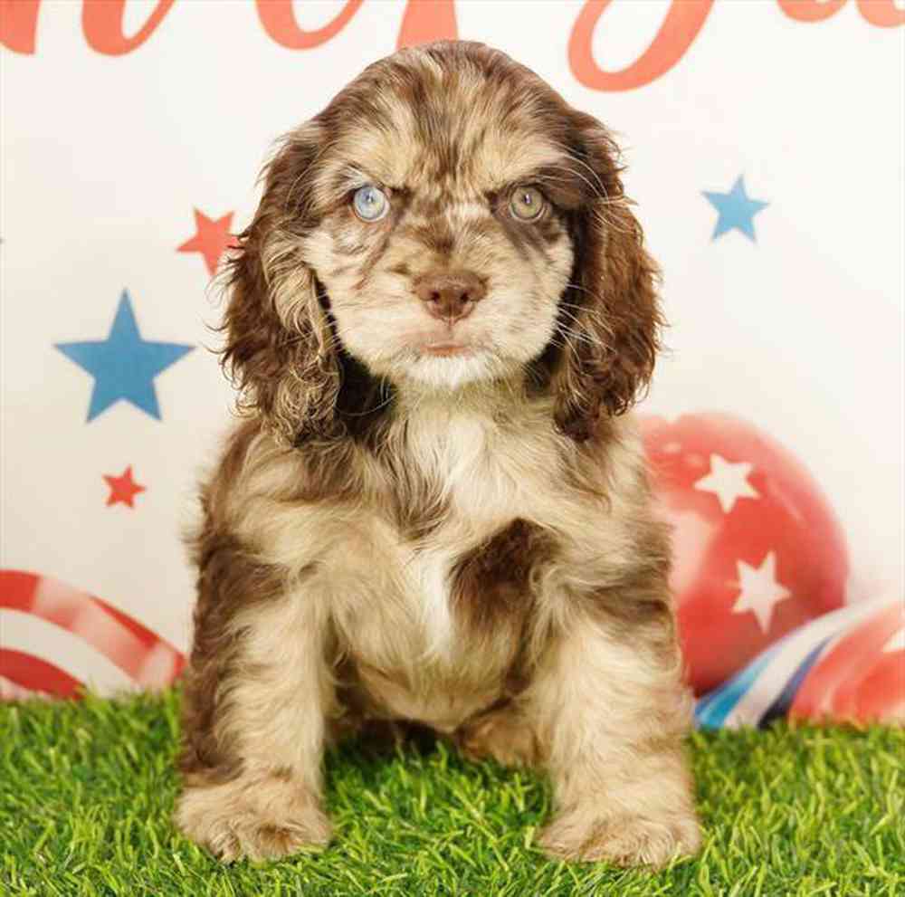 pet breed image